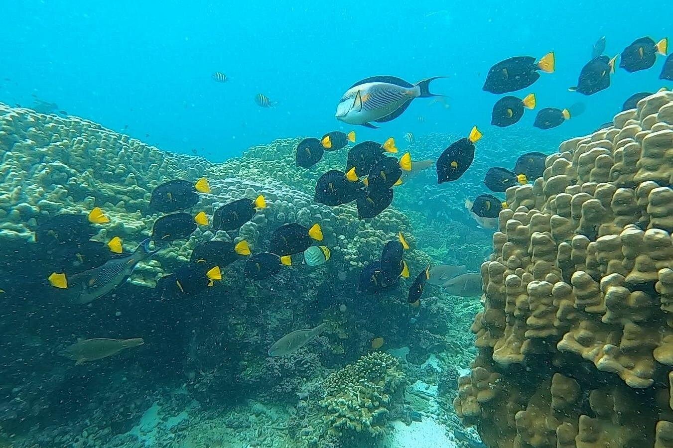Muscat: Daymaniyat Islands Group Snorkeling Trip