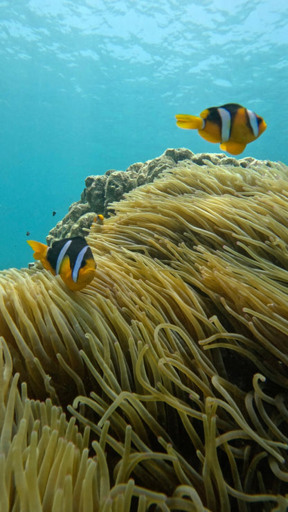 Muscat: Daymaniyat Islands Group Snorkeling Trip