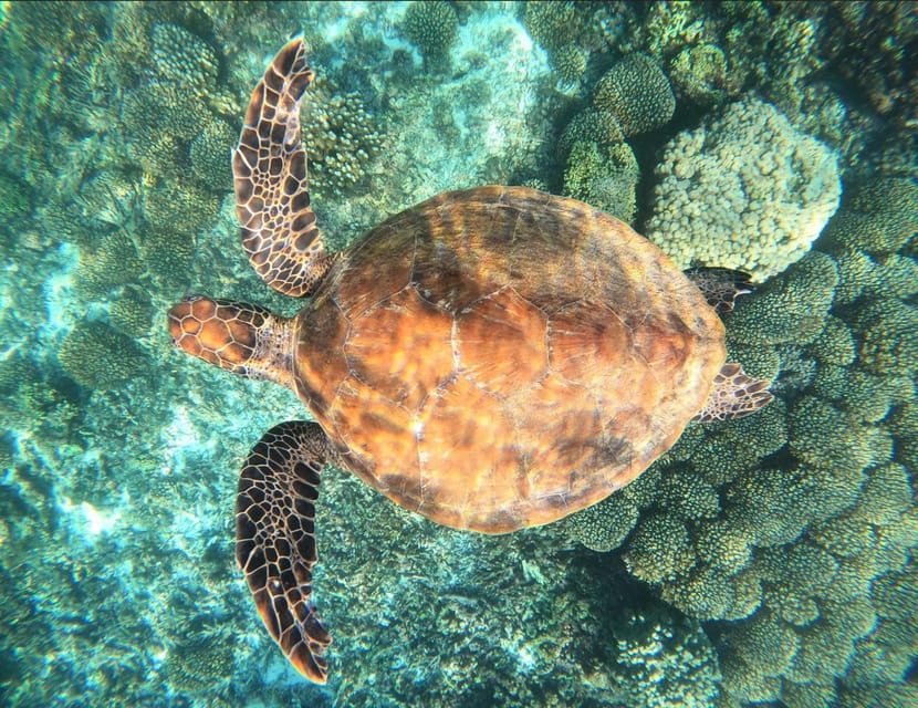 Muscat: Daymaniyat Islands Scuba Diving Trip
