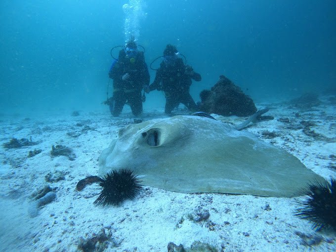 Muscat: Daymaniyat Islands Scuba Diving Trip