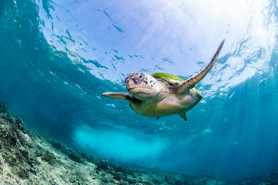 Muscat: Daymaniyat Islands Scuba Diving Trip