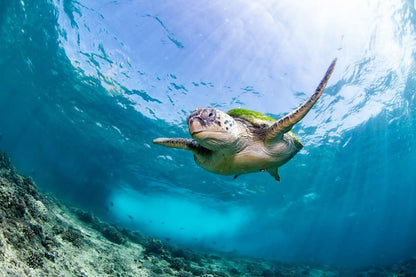 Muscat: Daymaniyat Islands Scuba Diving Trip