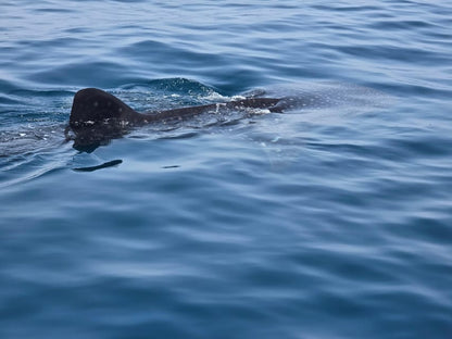 Muscat: Daymaniyat Islands Scuba Diving Trip