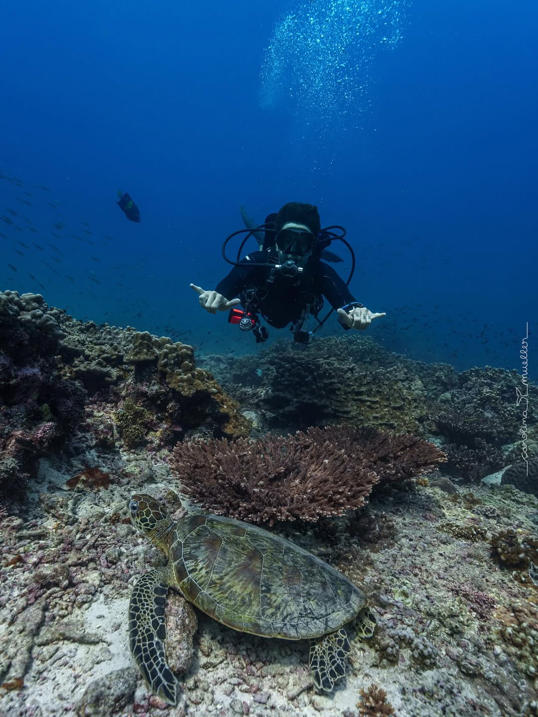 Muscat: Daymaniyat Islands Snorkeling and Try - Dive with BBQ Lunch