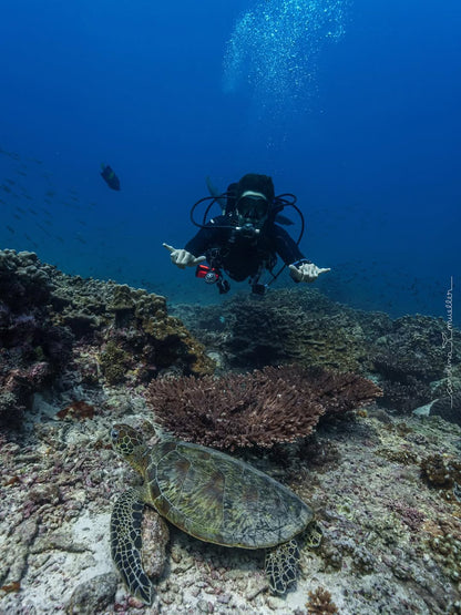 Muscat: Daymaniyat Islands Snorkeling and Try - Dive with BBQ Lunch