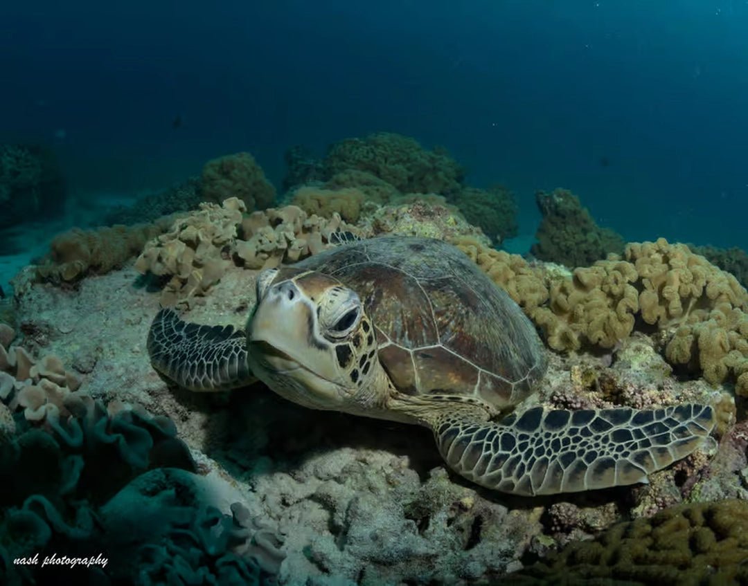 Muscat: Daymaniyat Islands Snorkeling and Try - Dive with BBQ Lunch