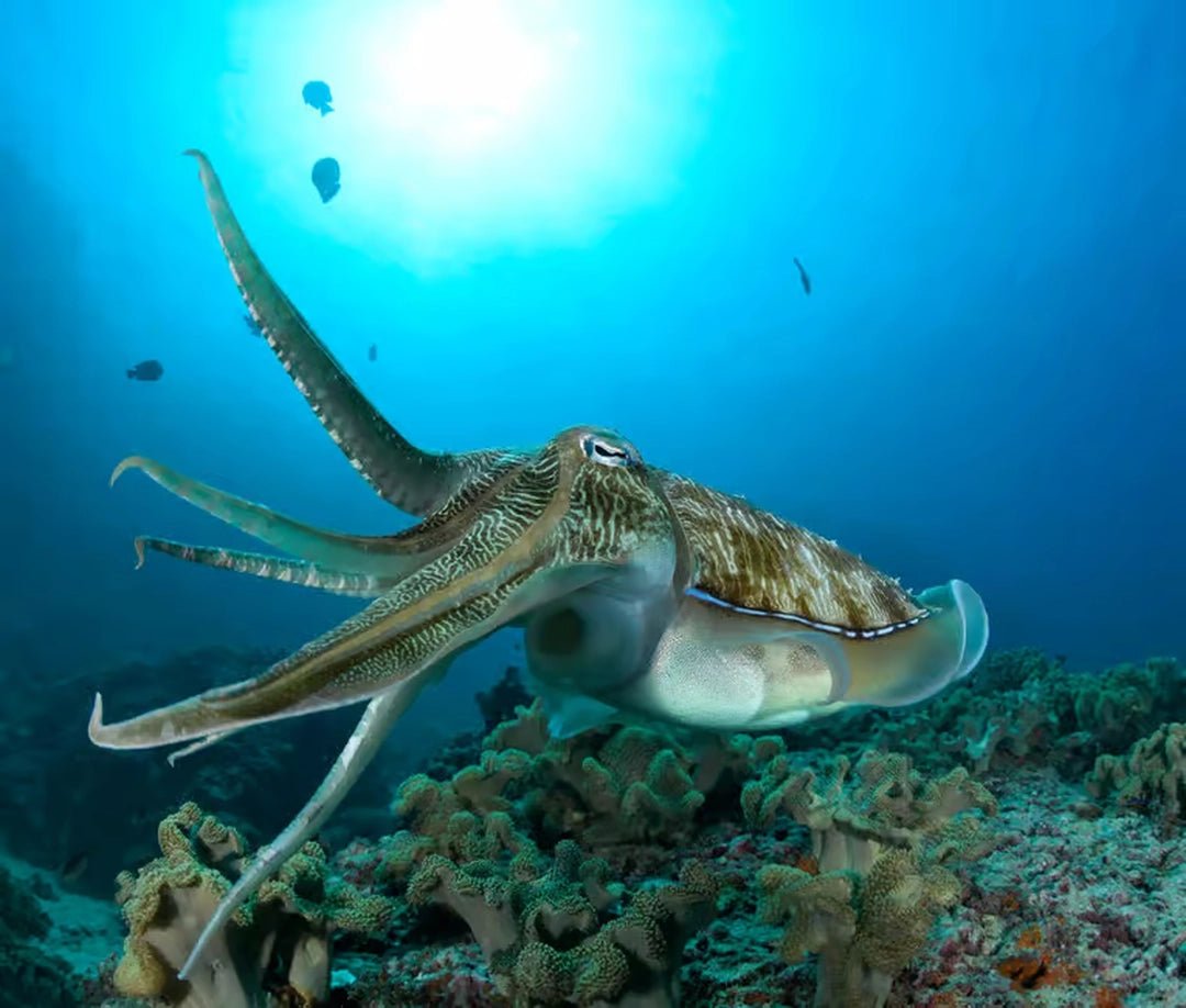 Muscat: Daymaniyat Islands Snorkeling and Try - Dive with BBQ Lunch