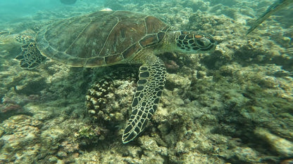 Muscat: Daymaniyat Islands Try Scuba Diving Trip