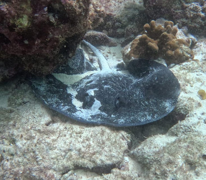 Muscat: Daymaniyat Islands Try Scuba Diving Trip