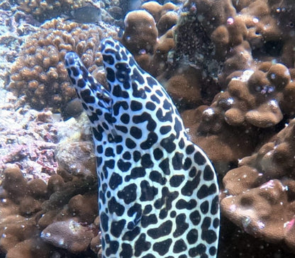 Muscat: Daymaniyat Islands Try Scuba Diving Trip