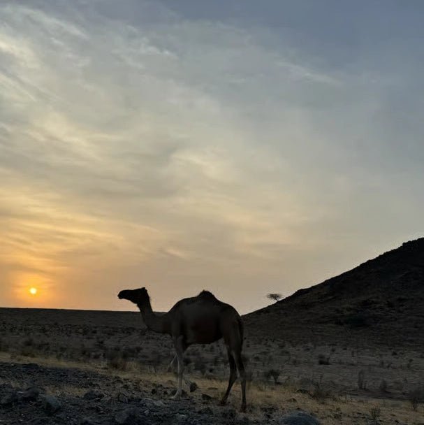 Muscat: Desert Sunset Experience Tour with Pickup
