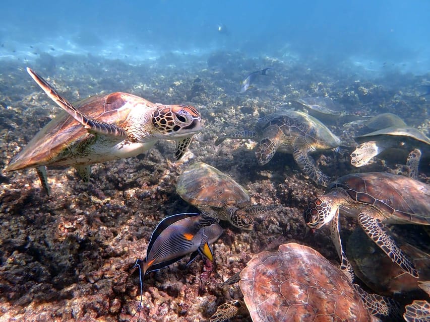 Muscat: Dimaniyat Islands Snorkeling Tour from Al - Seeb Marina