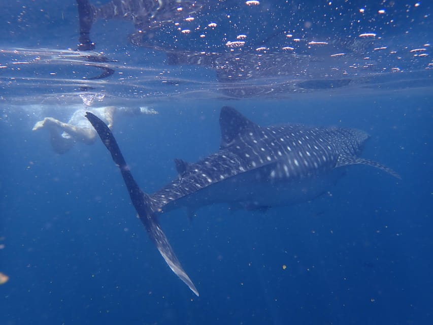 Muscat: Dimaniyat Islands Snorkeling Tour from Al - Seeb Marina