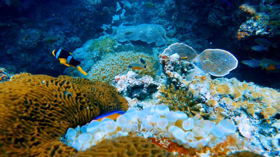 Muscat: Discover Scuba Diving Experience at Qantab Beach