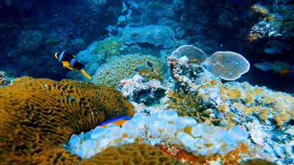 Muscat: Discover Scuba Diving Experience at Qantab Beach