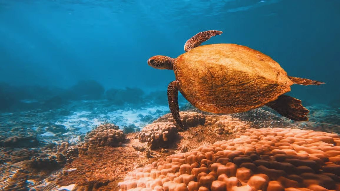 Muscat: Discover Scuba Diving Experience at Qantab Beach