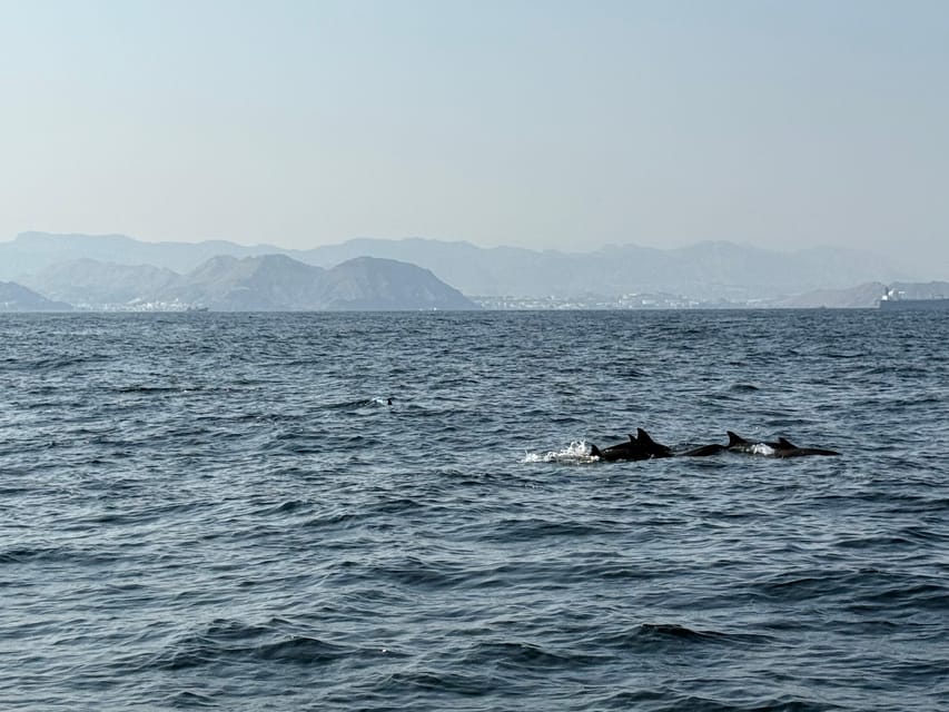 Muscat: Dolphin Watching and Snorkeling Boat Trip