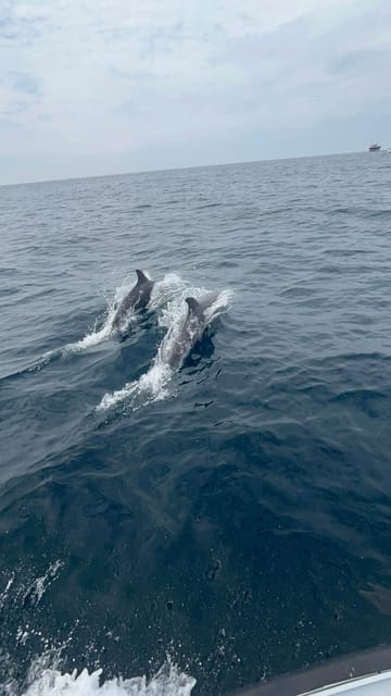 Muscat: Dolphin Watching and Snorkeling Boat Trip