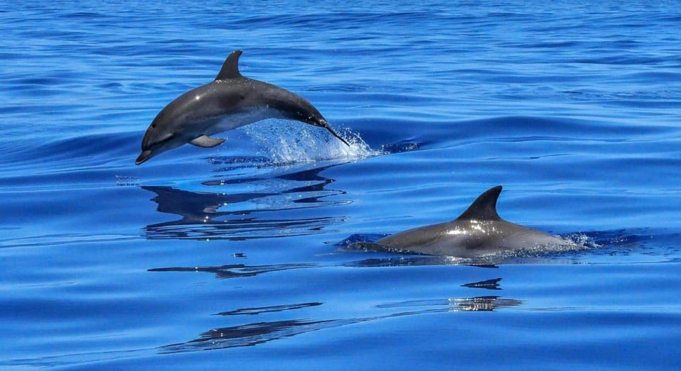 Muscat: Dolphin Watching and Snorkeling Boat Trip