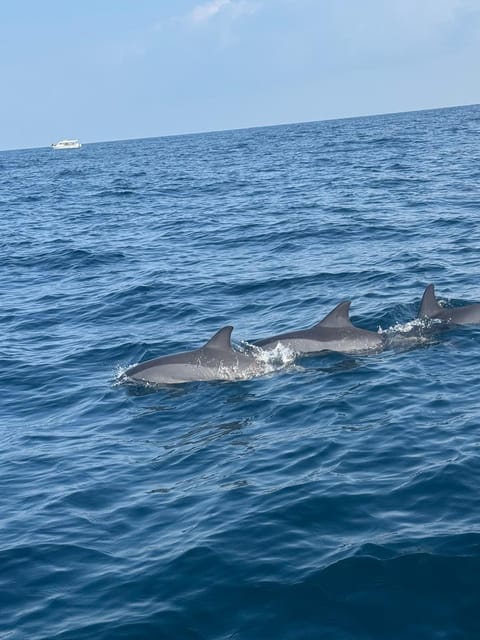Muscat: Dolphin Watching and Snorkeling Boat Trip