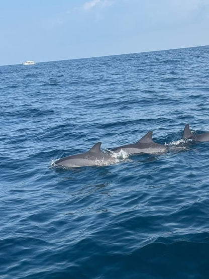 Muscat: Dolphin Watching and Snorkeling Boat Trip