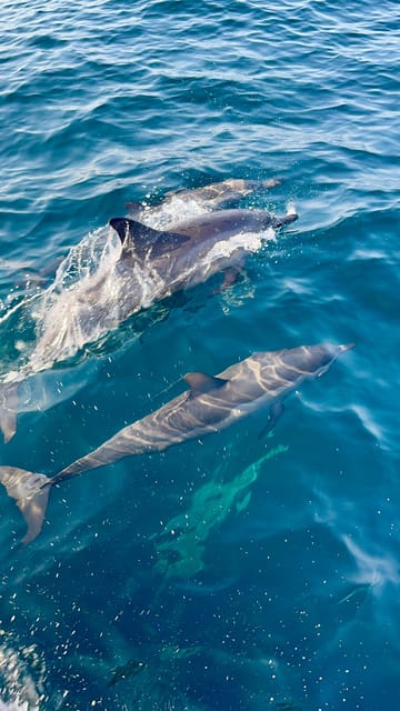 Muscat: Dolphin Watching and Snorkeling Boat Trip