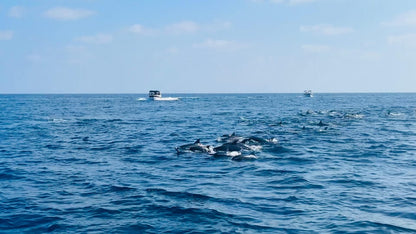 Muscat: Dolphin Watching and Snorkeling Boat Trip