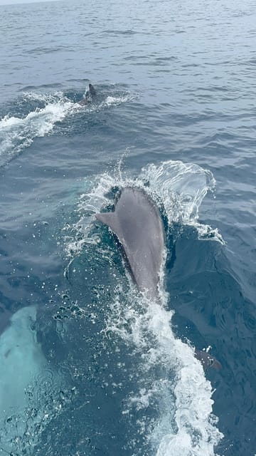 Muscat: Dolphin Watching and Snorkeling Boat Trip