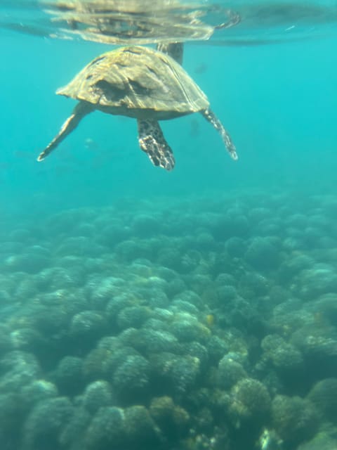 Muscat: Dolphin Watching and Snorkeling Boat Trip