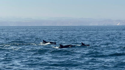 Muscat: Dolphin Watching and Snorkeling Boat Trip