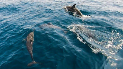 Muscat: Dolphin Watching Boat Trip with Local Guide