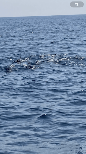 Muscat: Dolphin Watching Boat Trip with Local Guide
