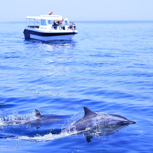 Muscat: Dolphin Watching Boat Trip with Local Guide