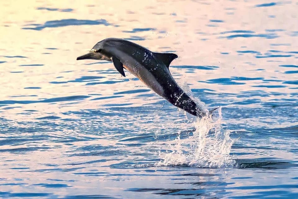 Muscat: Dolphin Watching Boat Trip with Local Guide
