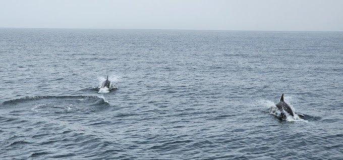 Muscat: Dolphin Watching Boat Trip with Local Guide