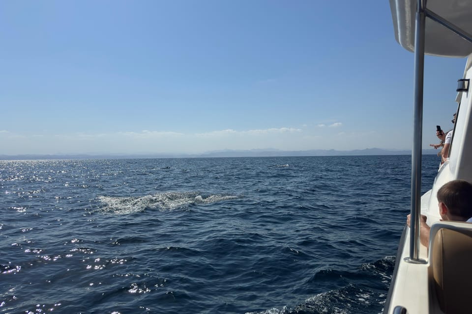 Muscat: Dolphin Watching Boat Trip with Local Guide