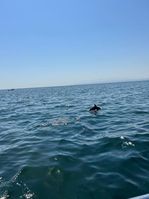 Muscat: Dolphin Watching Boat Trip with Local Guide