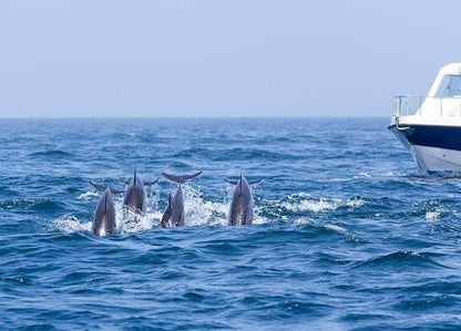 Muscat: Dolphin Watching Boat Trip with Local Guide