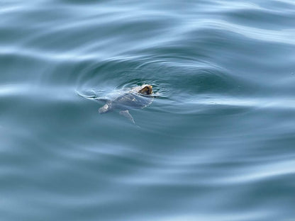 Muscat: Dolphin Watching Boat Trip with Local Guide