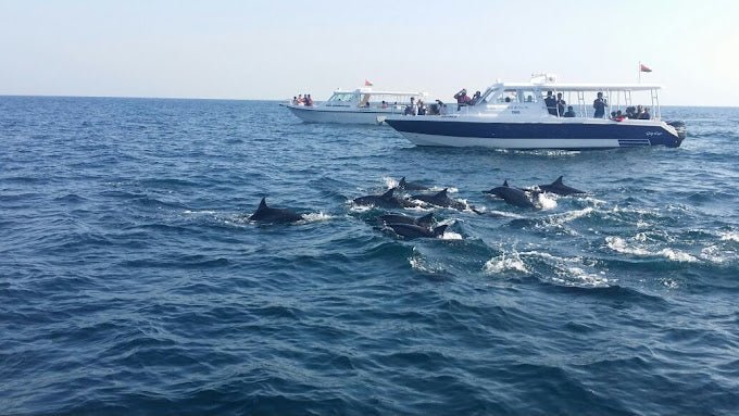 Muscat: Dolphin Watching Boat Trip with Local Guide