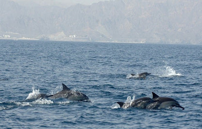Muscat: Dolphin Watching Boat Trip with Local Guide