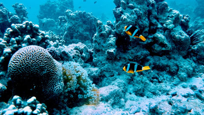 Muscat: Half - Day Daymaniyat Islands Dolphin Watching and Snorkeling Trip