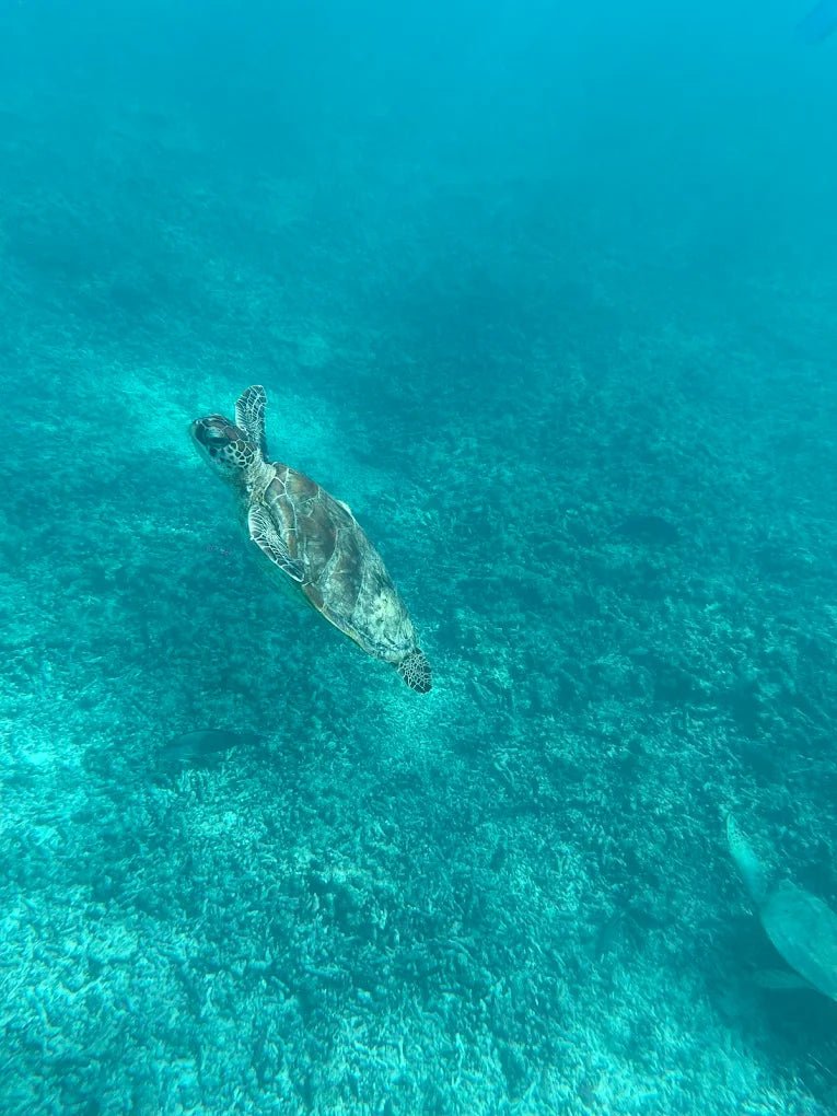 Muscat: Private Daymaniyat Islands Boat Tour with Snorkeling