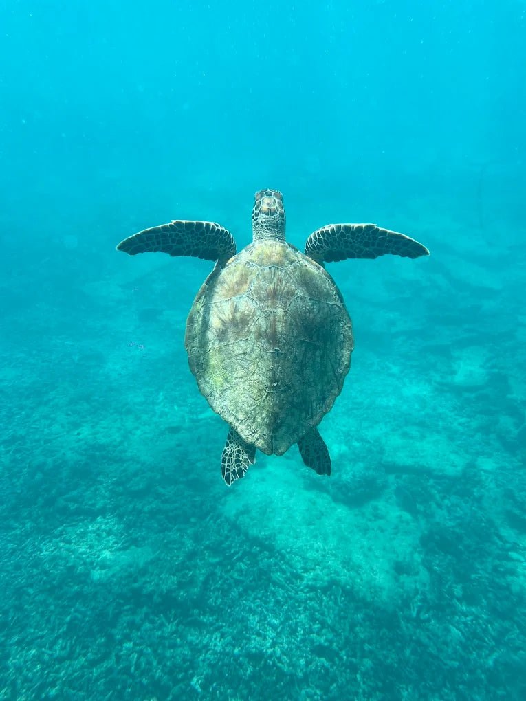 Muscat: Private Daymaniyat Islands Boat Tour with Snorkeling