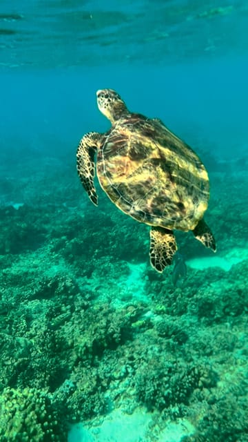 Muscat: Snorkeling Trip to Daymaniyat Islands