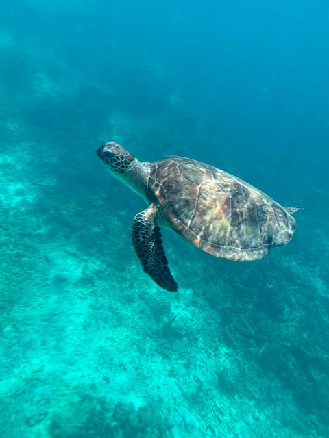 Muscat: Snorkeling Trip to Daymaniyat Islands