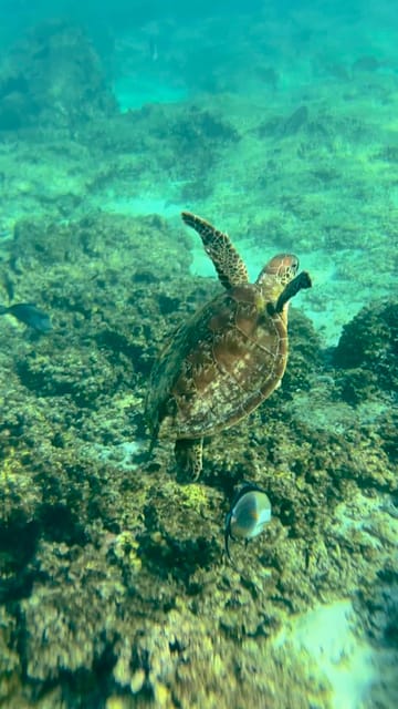 Muscat: Snorkeling Trip to Daymaniyat Islands