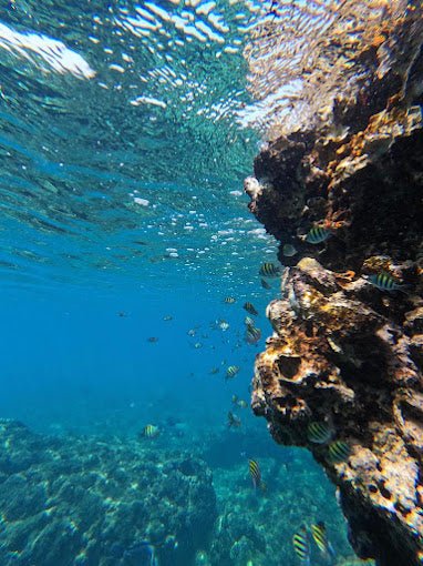 Muscat: Snorkeling Trip to Daymaniyat Islands