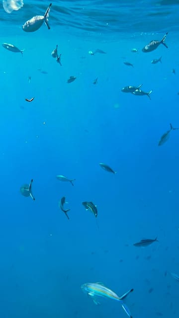 Muscat: Snorkeling Trip to Daymaniyat Islands