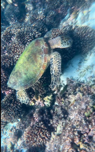 Muscat: Snorkeling Trip to Daymaniyat Islands